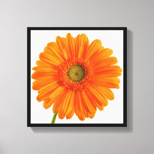 Fine Art Photography Orange Gerbera Daisy flower Canvas Print