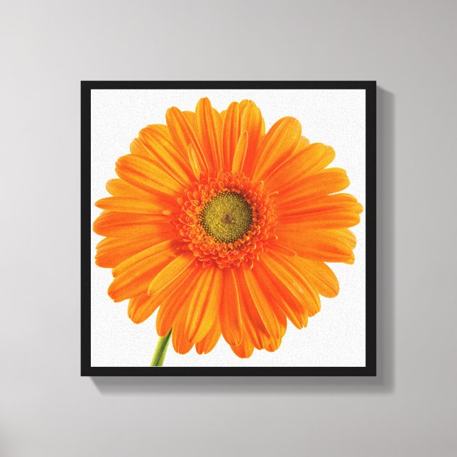 Fine Art Photography Orange Gerbera Daisy flower Canvas Print (Front)