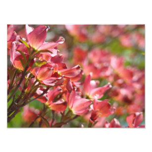 Fine Art Photography Pink Dogwood Flowers Floral Photo Print