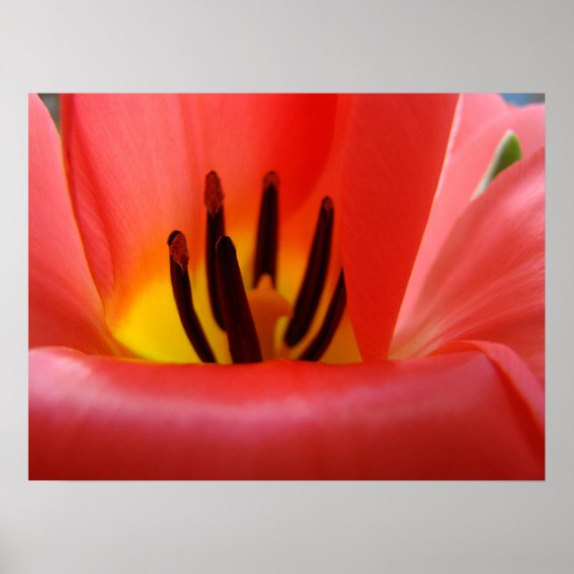Fine Art Prints Red Tulip Flowers Floral Spring (Front)