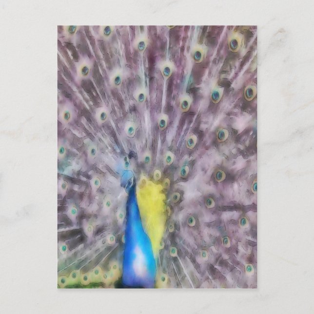 Fine Feather Peacock Mating Plumage Postcard (Front)