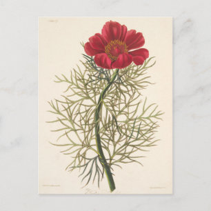 Fine Leaved Paeony Postcard