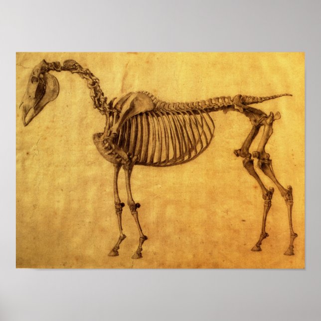 Finished Study for the First Skeletal Table Poster (Front)