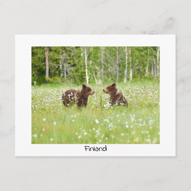 Finland bear nature postcard (Front)