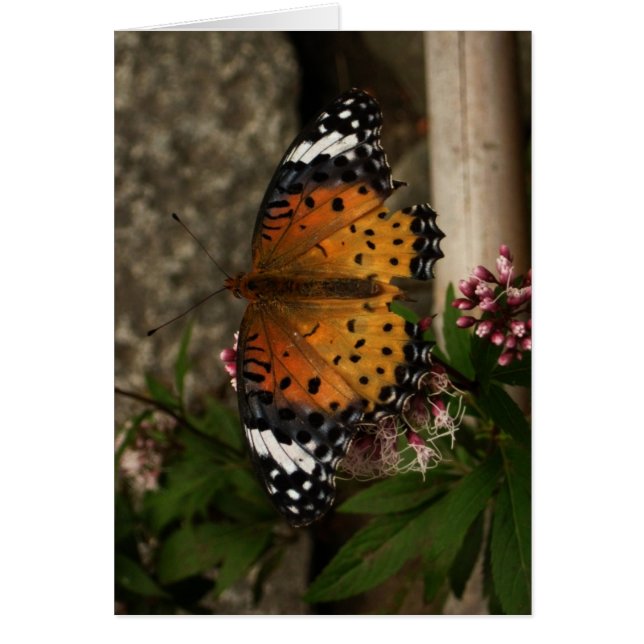 Finnish-Hyvää Syntymäpäivää-butterfly (Front)