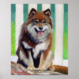 Finnish Lapphund Dog Portrait Poster