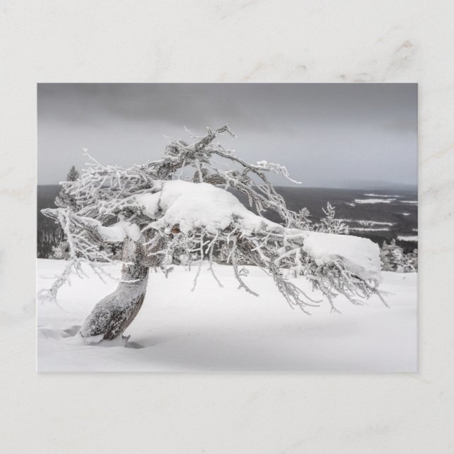 Finnish winter nature postcard (Front)