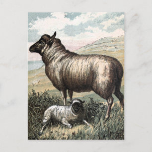 Fintage Drawing: Blackhead Persian Sheep Postcard