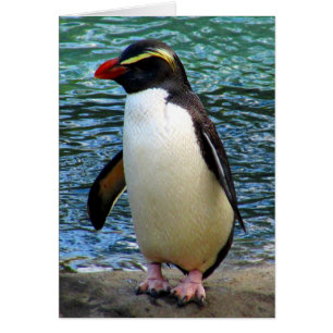 fiordland penguin