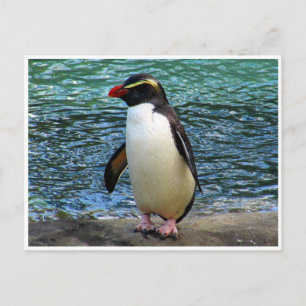 fiordland penguin postcard