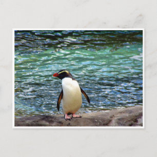 fiordland penguin stretch postcard