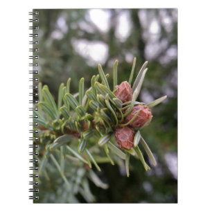 Fir buds notebook