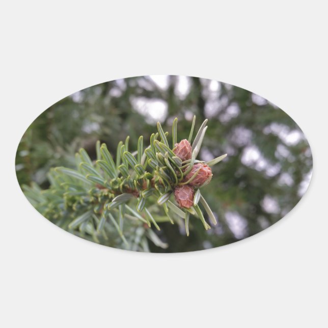 Fir buds oval sticker (Front)