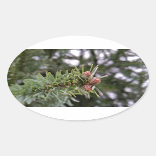 Fir buds oval sticker