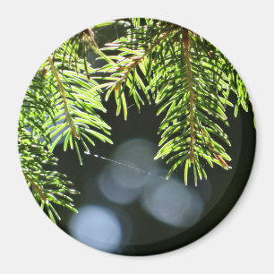 Fir pine needles with bokeh magnet