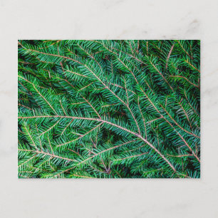 Fir tree branch postcard
