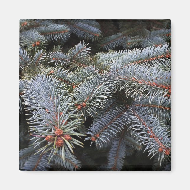 fir tree buds magnet (Front)