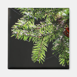 Fir tree magnet