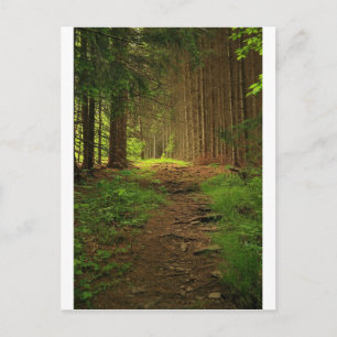 Fir Tree Path Postcard