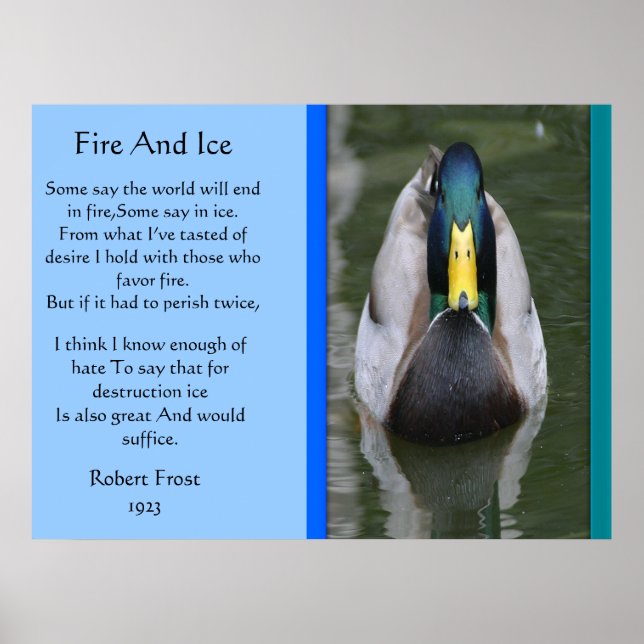 Fire And Ice Mallard Duck In Water Posters (Front)