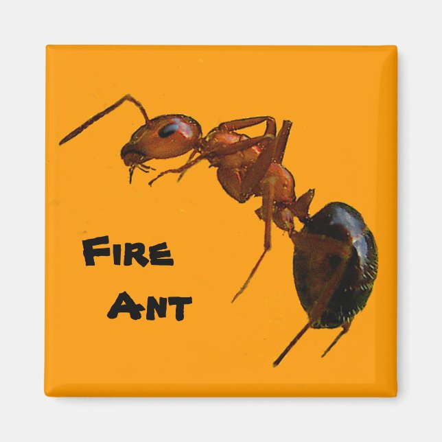Fire Ant Magnet (Front)
