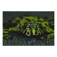 Fire Bellied Toad Closeup