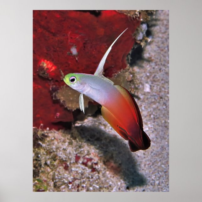 Fire Dartfish Portrait Poster (Front)