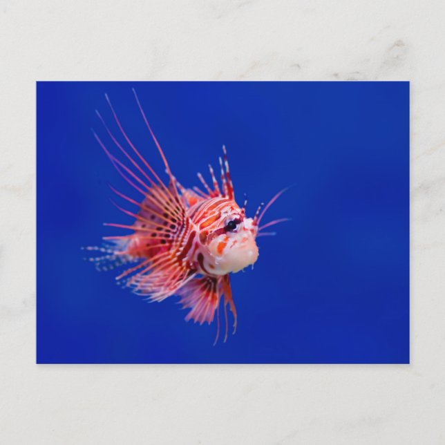 Fire Fish Postcard (Front)