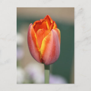 Fire Flower Postcard