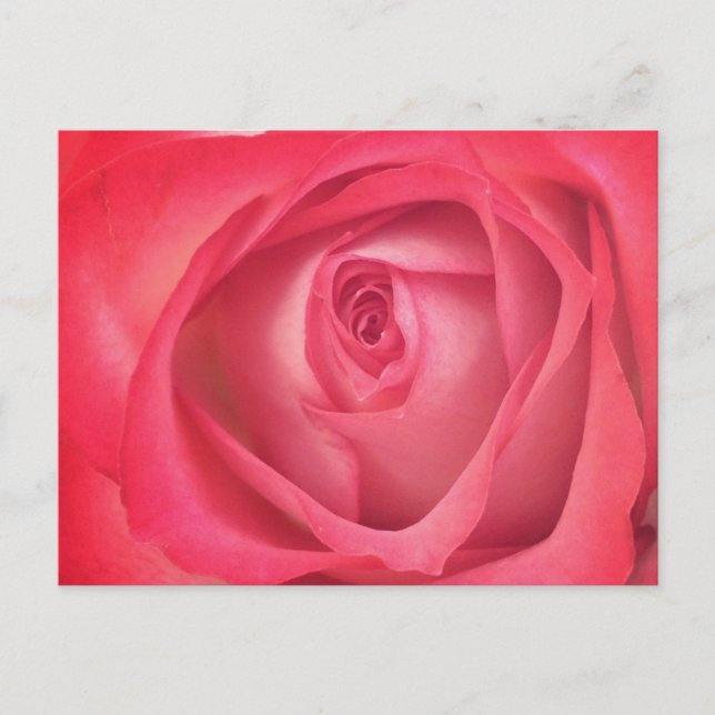 Fire & Ice Rose Postcard (Front)