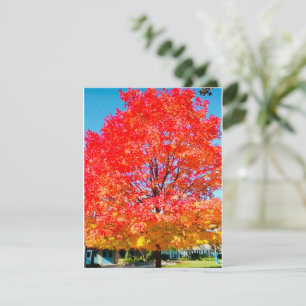Fire Of Life, Bright, Colourful, Tree In Fall Card