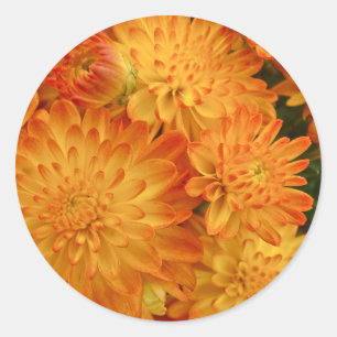 Fire Orange Chrysanthemums Classic Round Sticker