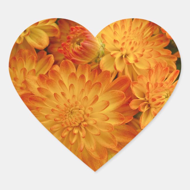 Fire Orange Chrysanthemums Heart Sticker (Front)
