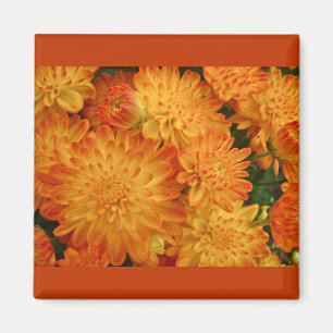Fire Orange Chrysanthemums Magnet