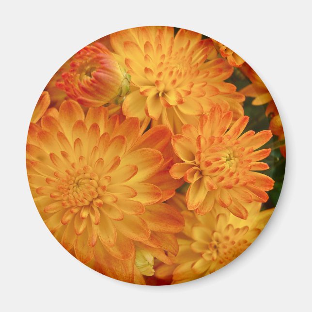 Fire Orange Chrysanthemums Magnet (Front)