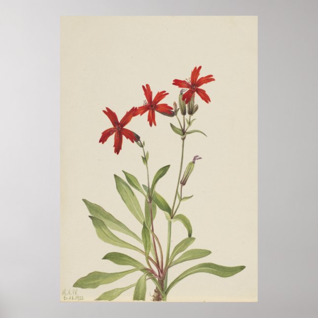 Fire Pink (Silene virginica) Poster (Front)