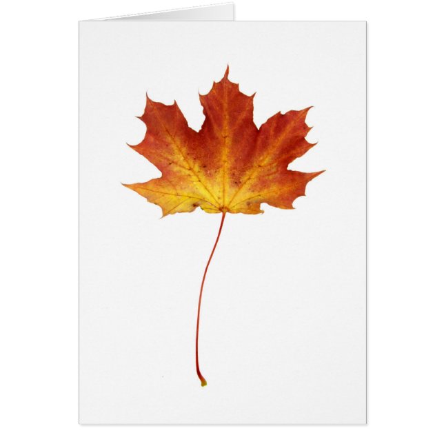 Fire Red Maple Leaf Card (Front)