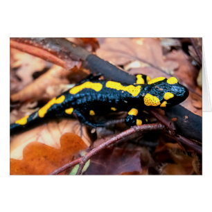 Fire salamander