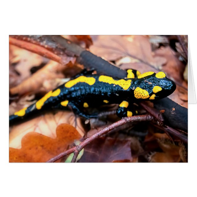 Fire salamander (Front Horizontal)