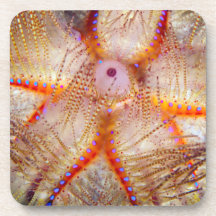 Fire Urchin Hard Plastic Coasters (set of 6)