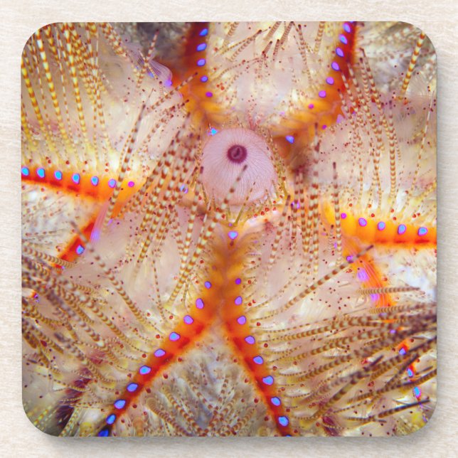 Fire Urchin Hard Plastic Coasters (set of 6) (Front)