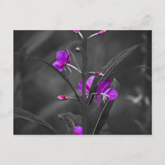 Fire Weed Mugshot Post Card