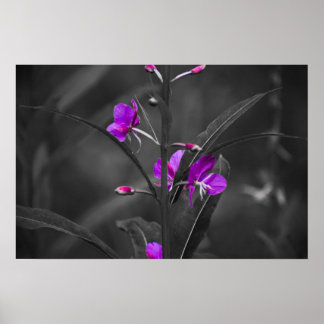 Fire Weed Mugshot Print