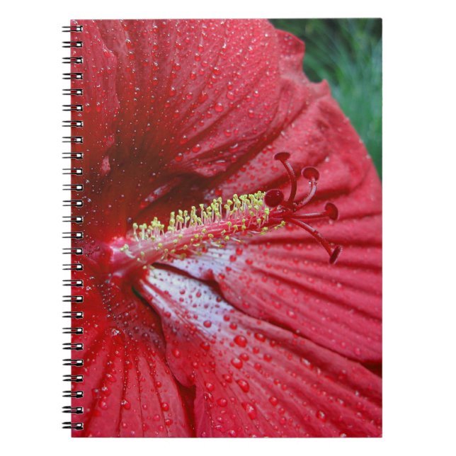 Fireball Hibiscus Flower With Raindrops Photo Notebook (Front)