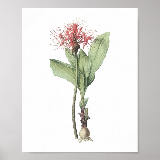 fireball lily(Haemanthus multiflorus) by Redouté Poster (Front)