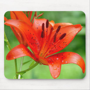 Firecracker Lilly Mousepad
