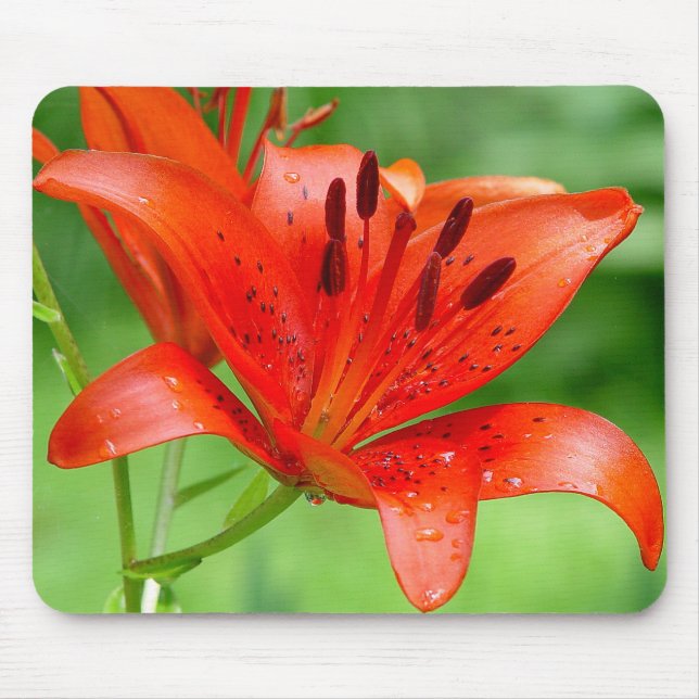 Firecracker Lilly Mousepad (Front)