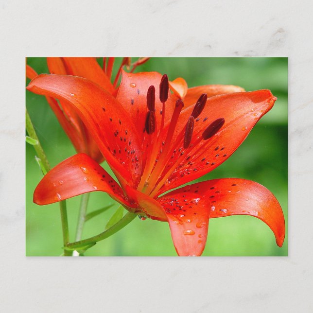 Firecracker Lilly Postcard (Front)