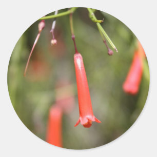 Firecracker Plant Classic Round Sticker
