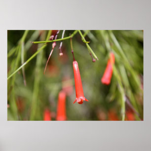 Firecracker Plant Poster
